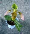 Paphiopedilum Appletonianum